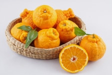 웰빙제주농원의 한라봉 | 꽃마 농수산 | 꽃피는아침마을