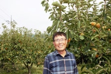 대봉시 10kg (30-40과) | 꽃마 농수산 | 꽃피는아침마을