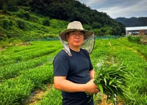 공심채(모닝글로리) | 꽃마 농수산 | 꽃피는아침마을