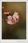 ▦ 달빛노을 헛간에서...[桃花 복사꽃] ▦ - COOL 갤러리 ▦   달빛노을 헛간에서...[桃花 복사꽃]   ▦ - COOL 갤러리