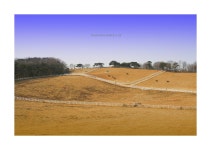 (400d)평온한 목장의 어느한때.. - COOL 갤러리