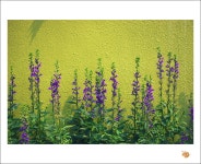 [20d] 유니스의 정원 - COOL 갤러리