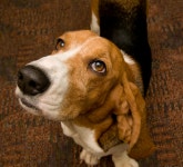 Pet of the Week - Page 9 - WTOP News