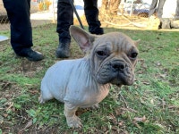11 dogs found cramped in small cage in Southeast DC | WTOP