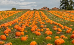 Top 10 Pumpkin Patches in the DMV Area - WTOP News