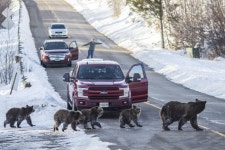 Grand Teton grizzly bear No. 399 that delighted visitors for decades is killed by vehicle in Wyoming - WTOP News