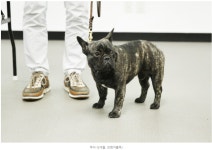 서울시 50+ 서부캠퍼스 | [신직업 시리즈] 반려동물관리사·펫시터 도전하기 ②편 [신직업 시리즈] 반려동물관리사·펫시터 도전하기 ②편