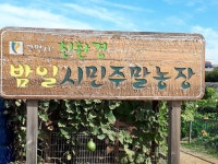 서울시 50+ 남부캠퍼스 | 국화향기 가득 품은 밤일마을 텃밭 국화향기 가득 품은 밤일마을 텃밭