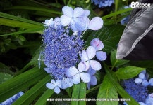유명산 자연휴양림 다녀왔어요 ::: 82cook.com