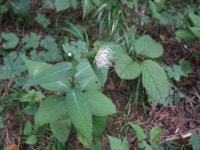 가을꽃정원 지리산 능선길 산행 2011-9-8 ::: 82cook.com
