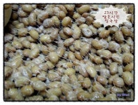 N**요구르트제조기를 이용한 청국장만들기 ::: 82cook.com