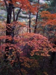 설악 비경능선의 가을풍경 2011-10-12 ::: 82cook.com
