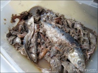 충남 태안,서산의 밥도둑 별미김치 게국지 담가봤어요. ::: 82cook.com