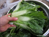 충남 태안,서산의 밥도둑 별미김치 게국지 담가봤어요. ::: 82cook.com