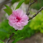 소풍 이야기 II ::: 82cook.com