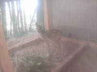 아기 고란니 ::: 82cook.com