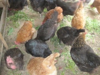 자연양계이야기 ::: 82cook.com