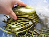 경빈마마 오랜만에 마늘쫑 오이지 갖고 왔어요~^^* ::: 82cook.com