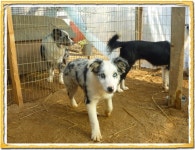 그야말로 작은 동물농장입니다... ::: 82cook.com