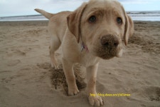 뽑뽑 ::: 82cook.com