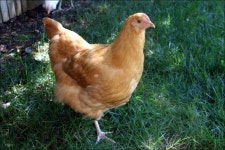 집에서 간단하게 해먹는 샤브샤브... ^^;; - >)))>< ::: 82cook.com