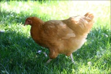 집에서 간단하게 해먹는 샤브샤브... ^^;; - >)))>< ::: 82cook.com