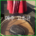 메주띄우기 고찰 끝, 고초균을 이해하니 쉬워요~ ::: 82cook.com
