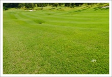 샹그릴라.. 7월의 초록빛 감성을 담다..[전주샹그릴라cc 요조마 하우스에서] ::: 82cook.com