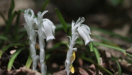 태백 금대봉~대덕산의 여름 ::: 82cook.com