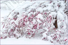 4시간을 달려가 만난 설중매 ::: 82cook.com