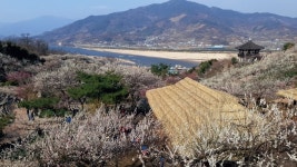 쫒비산 & 섬진강 매화마을 ::: 82cook.com