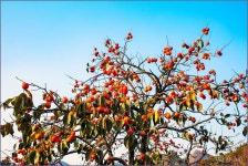 가을을 품은 열매 ::: 82cook.com