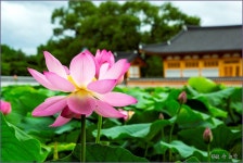 전주 덕진 공원의 연꽃 ::: 82cook.com