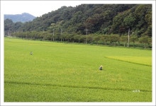 가을 낭만 코스모스 꽃길을 추억하며..[임실 맛집 수궁반점에서] ::: 82cook.com