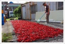 가을 낭만 코스모스 꽃길을 추억하며..[임실 맛집 수궁반점에서] ::: 82cook.com