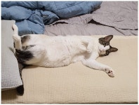 순돌이와 삼순이와 야옹이 (고양이 사진 좀 많음) ::: 82cook.com