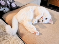 어쩌다 집사..고양이 냥줍 이야기입니다 ::: 82cook.com