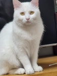 어쩌다 집사..고양이 냥줍 이야기입니다 ::: 82cook.com