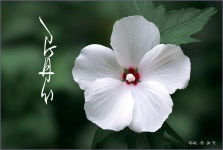 일편단심이 좋다 ::: 82cook.com