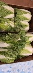 시드니에서 늦은 김장_배추구경 하세요. ::: 82cook.com