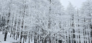 운탄고도 눈꽃 트레일(만항재~백운산~하이원 cc) ::: 82cook.com