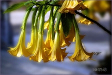 소리가 들리는 듯 ::: 82cook.com