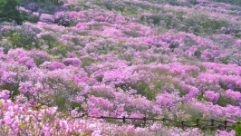 대구 비슬산 ::: 82cook.com