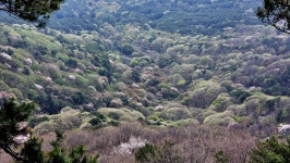 대구 비슬산 ::: 82cook.com