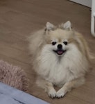 설탕이와 소그미(10) ::: 82cook.com