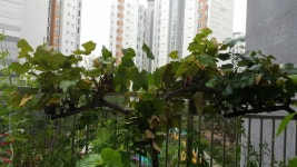 포도나무집 ::: 82cook.com