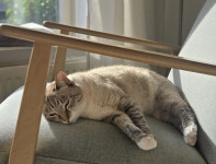 우리 냥이 ::: 82cook.com