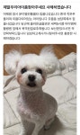모충동 길잃은 푸들 찾고 있어요 ::: 82cook.com