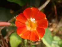 별의 모습을 닮은 둥근잎유홍초~ ::: 82cook.com