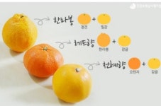 감귤농장........... ::: 82cook.com